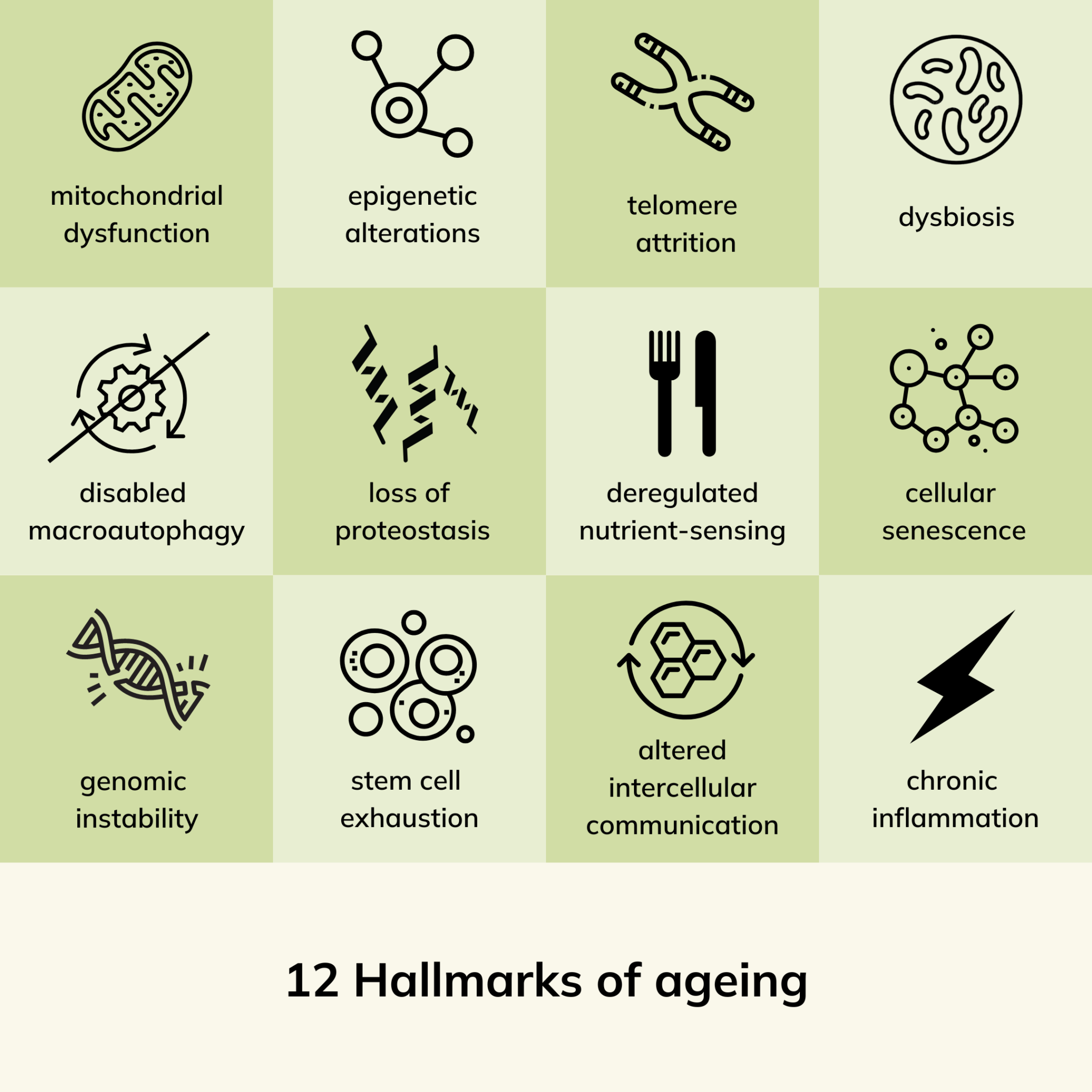 The Science Behind Healthy Longevity Avea Life Insights