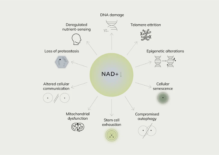Functions of NAD+