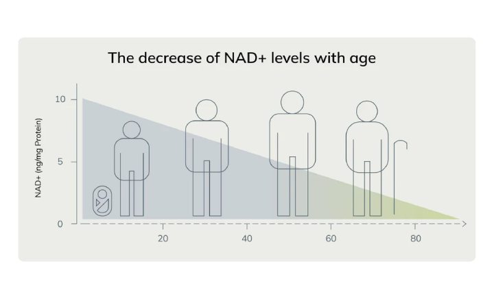 decrease of nad+ levels with age