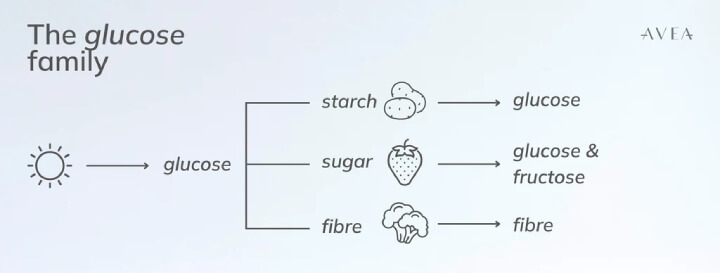 glucose family