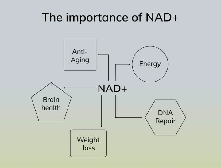 importance of NAD+