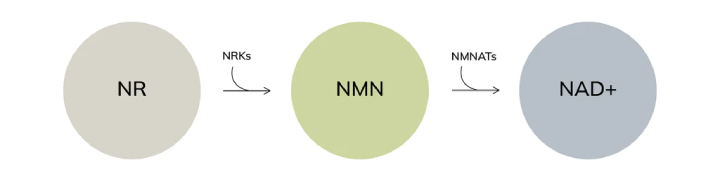 nmn as nad+ booster