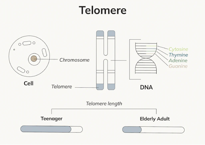 telomere length