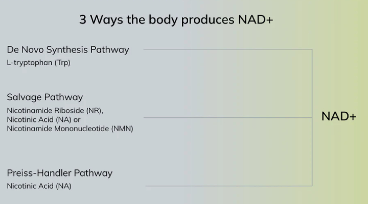 3 ways body produces nad+