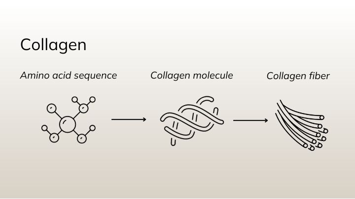 collagen amino acid and protein