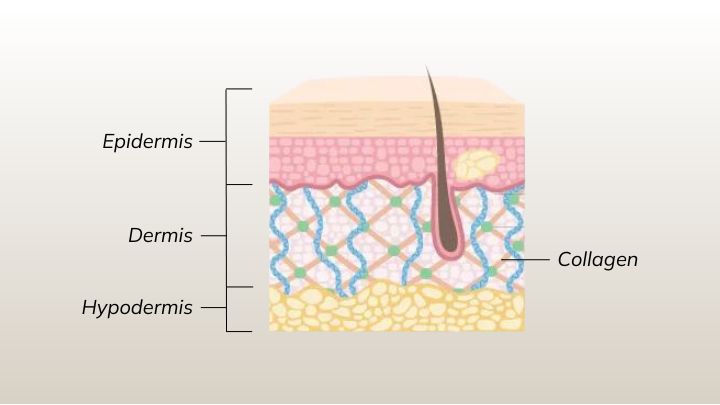 collagen function in the skin