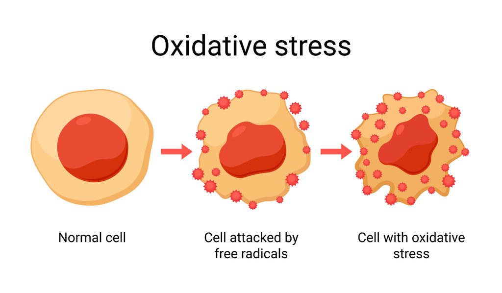 What is oxidative stress? 5 simple ways to reverse it