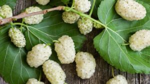 White mulberry leaves