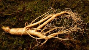 Panax Ginseng