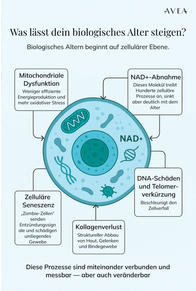 biologische Alter