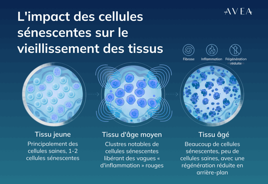 Pourquoi les cellules sénescentes accélèrent le vieillissement
