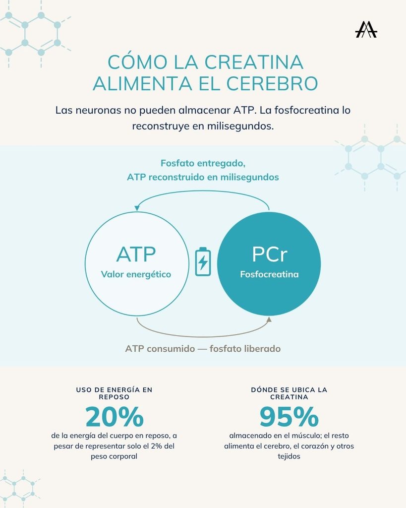 Nootrópicos y suplementos para el cerebro: qué son en realidad, y por qué AVEA MindSpan™ sin estimulantes funciona de otra manera