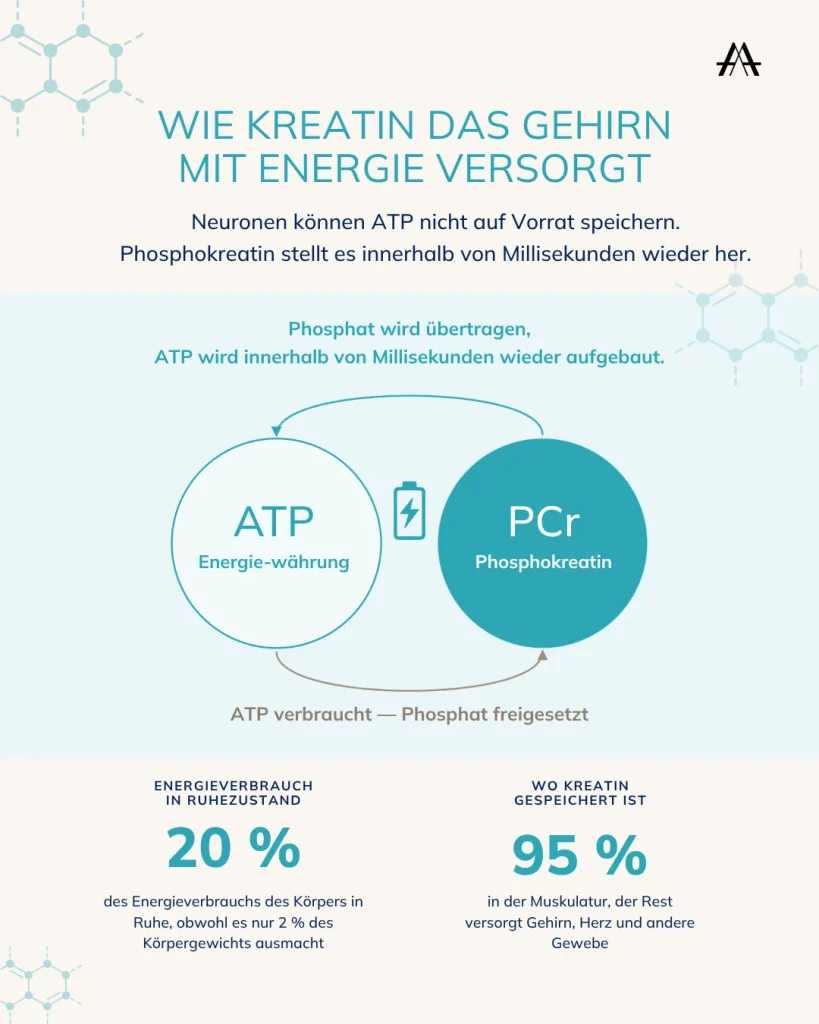 Kreatin fürs Gehirn: Was es wirklich bewirkt, und wie viel du brauchst